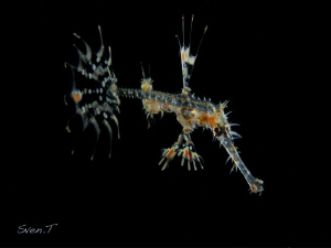 Juvenile ghost pipe fish.. by Sven Tramaux 